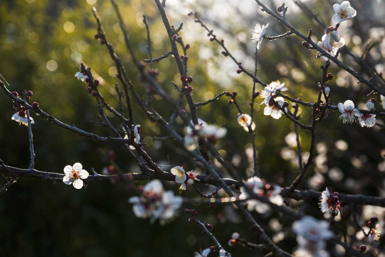 「木漏れ日に浮かび上がる梅の花」の写真