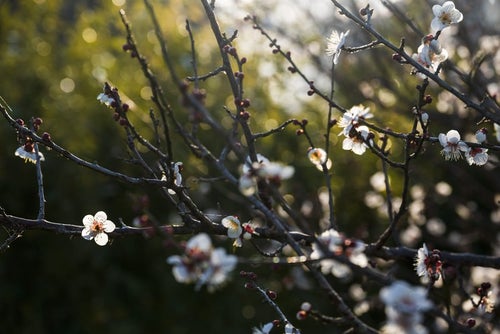 木漏れ日に浮かび上がる梅の花の写真