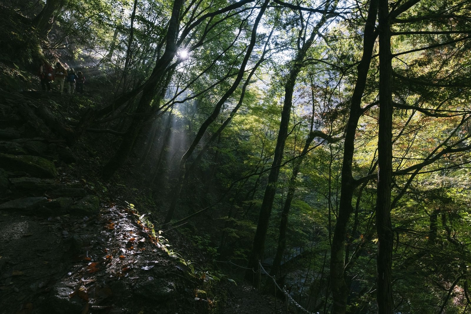 「木漏れ日の西沢渓谷登山道」の写真
