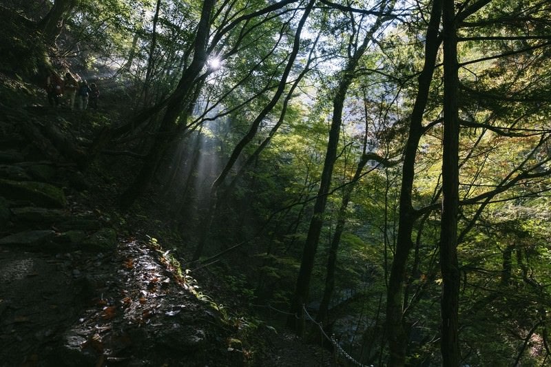 木漏れ日の西沢渓谷登山道の写真