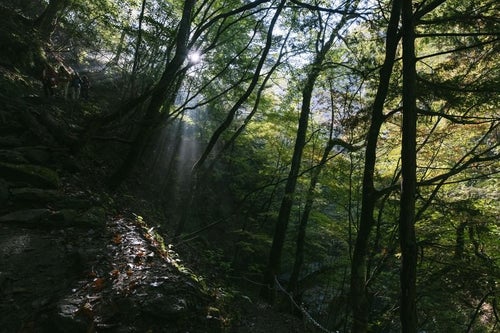 木漏れ日の西沢渓谷登山道の写真