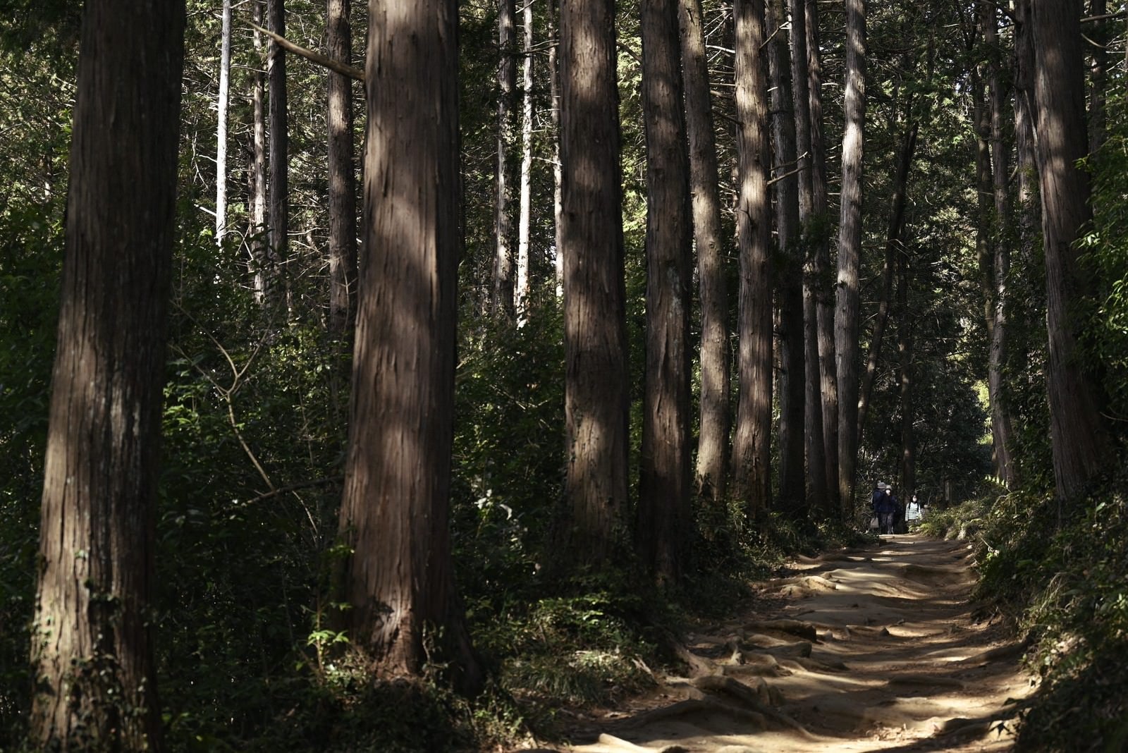 「杉の列柱とハイキングを楽しむ人」の写真