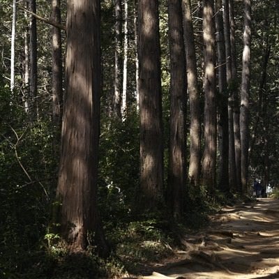 杉の列柱とハイキングを楽しむ人の写真