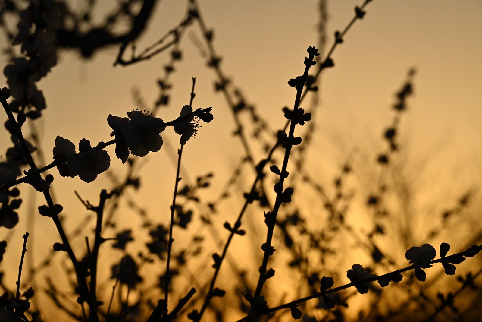 「梅の花のシルエット」の写真