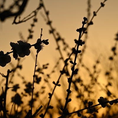 梅の花のシルエットの写真