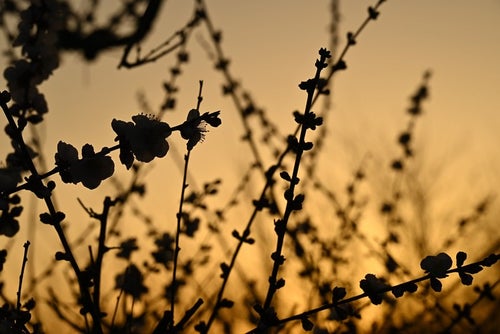 梅の花のシルエットの写真