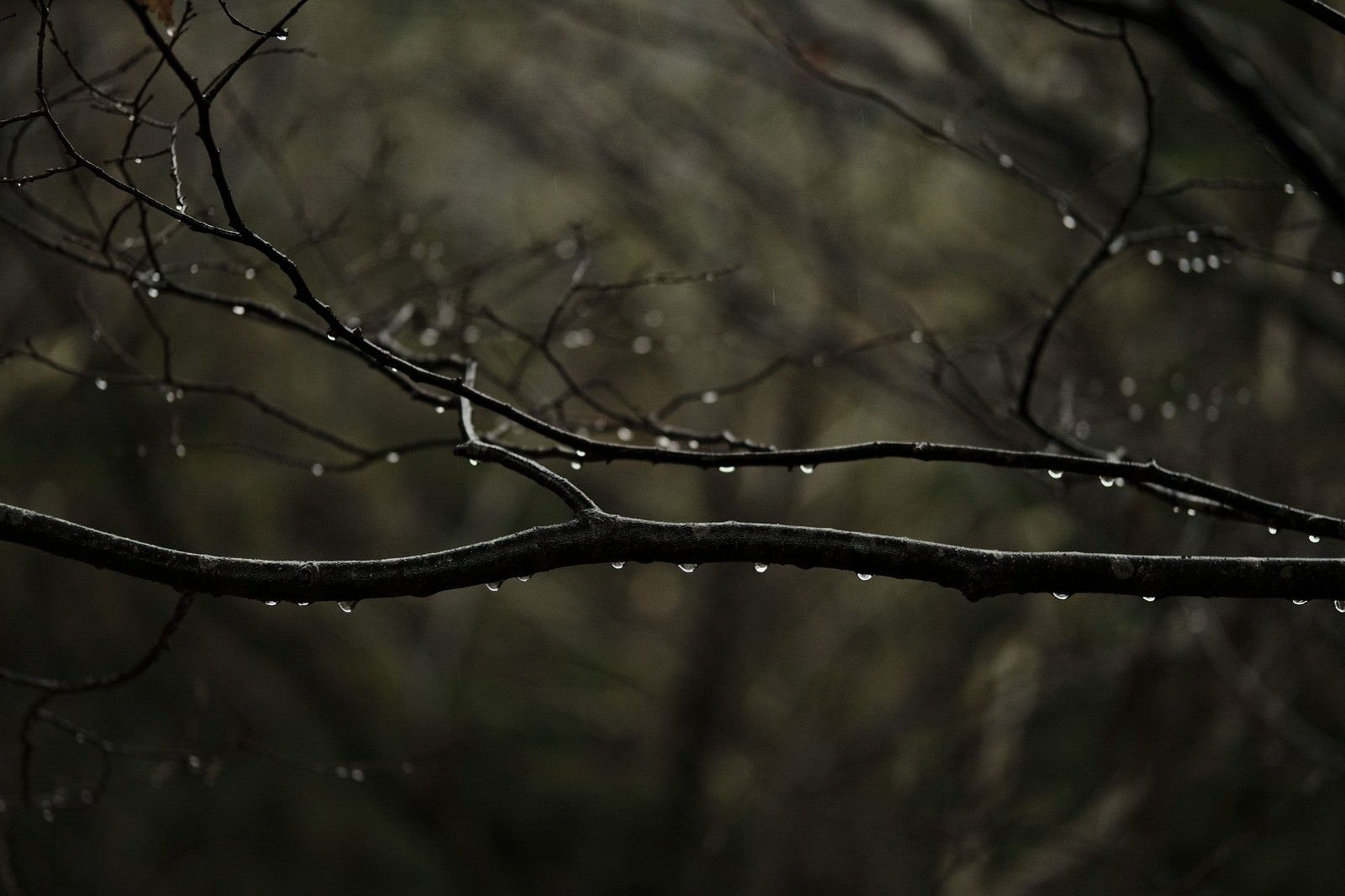 「水滴を纏う雨の森の枝」の写真