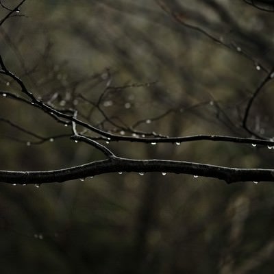 水滴を纏う雨の森の枝の写真