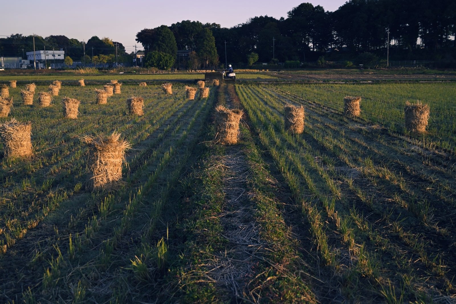 「牧草ロールが転がる夜明けの田んぼ」の写真