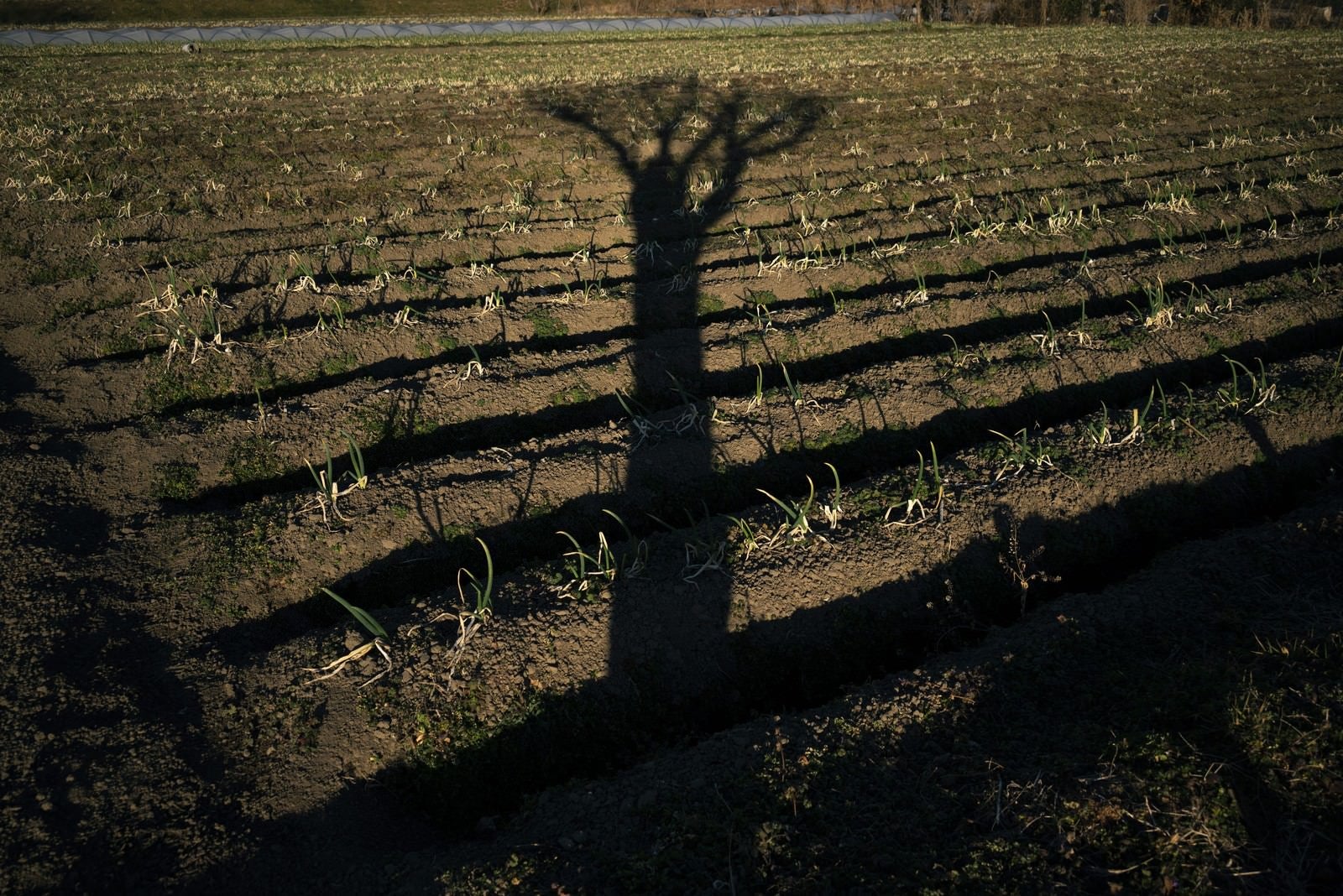 「畑に伸びる一本の影」の写真