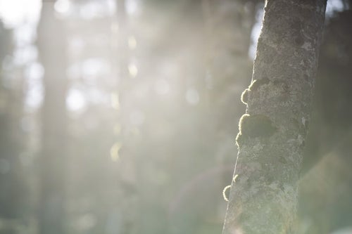 苔を纏うシラビソの写真