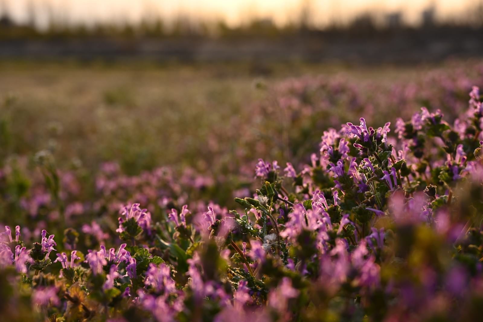 「草原に敷き詰められたピンクの花」の写真