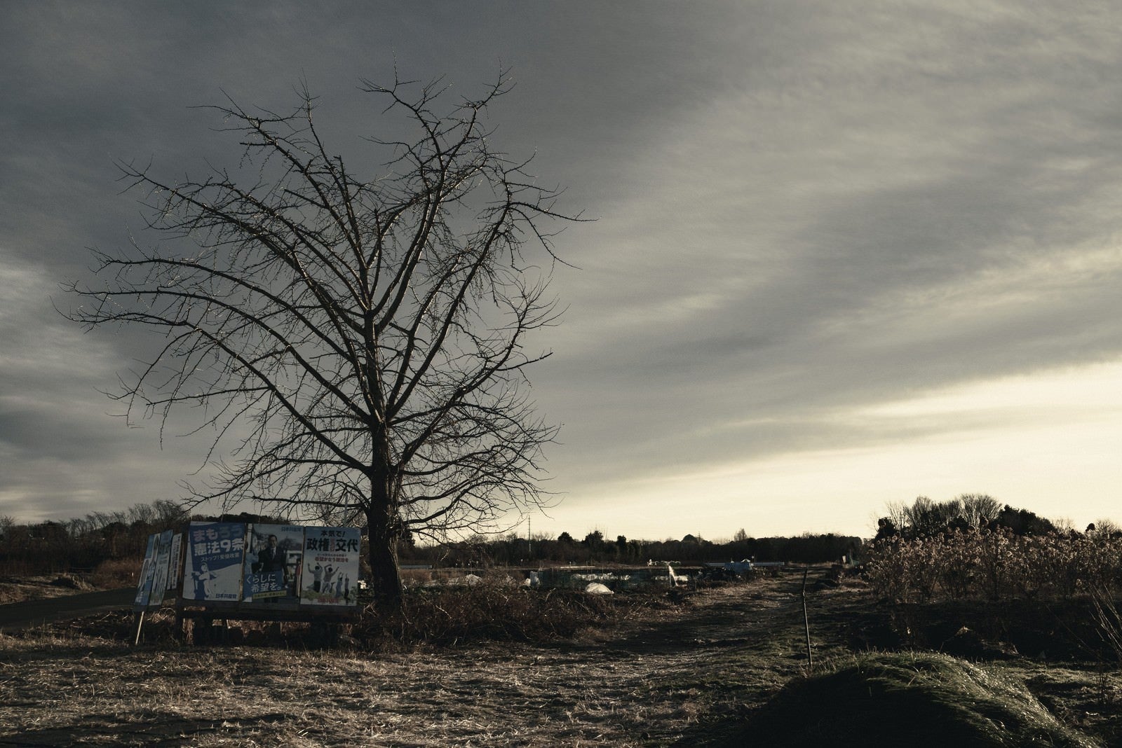 「農地に残された一本の木」の写真