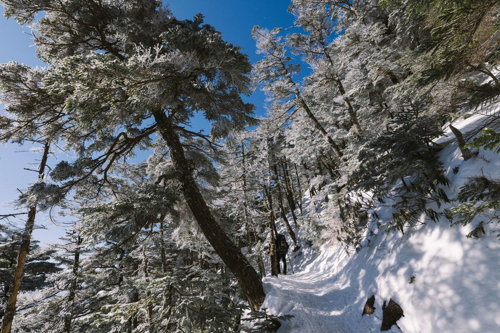 「雪に覆われた登山道を歩く人々」の写真