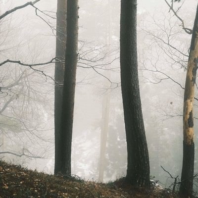 霧に包まれた森の写真