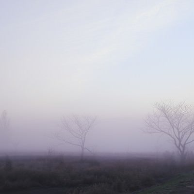 霧の中に立つ木々の写真
