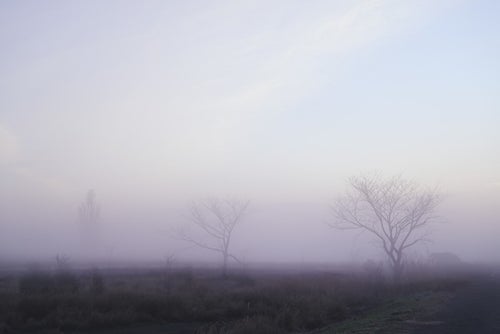 霧の中に立つ木々の写真