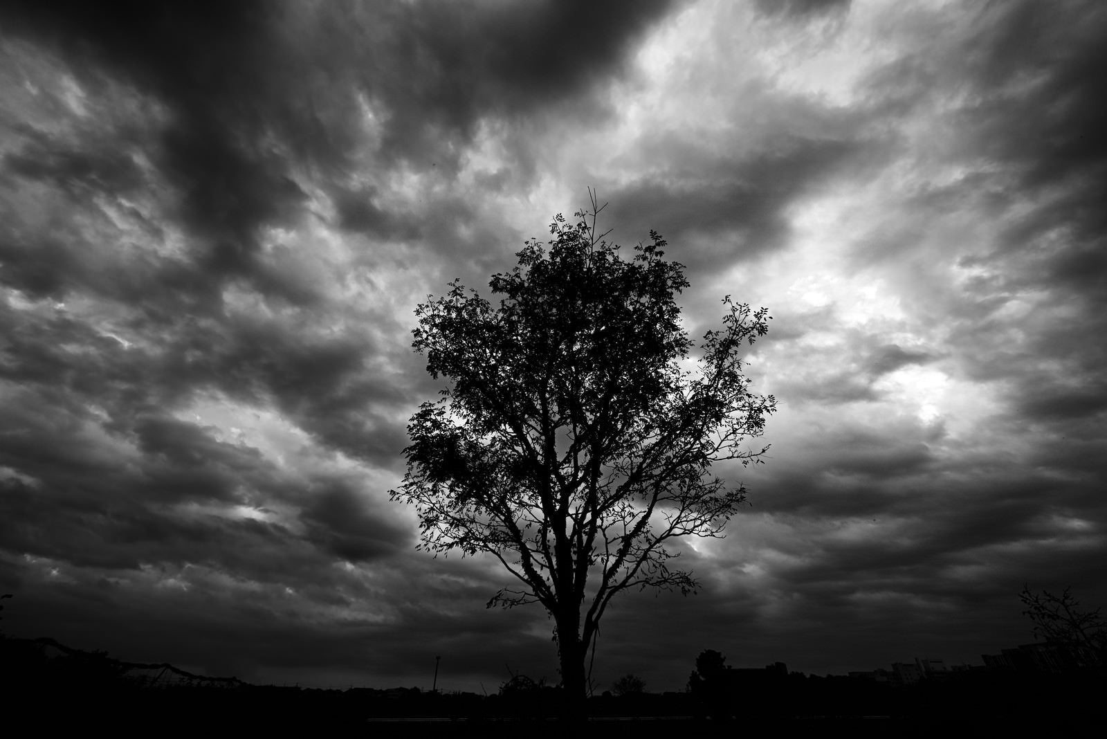 「騒がしい空を背負う立木」の写真