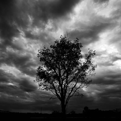 騒がしい空を背負う立木の写真