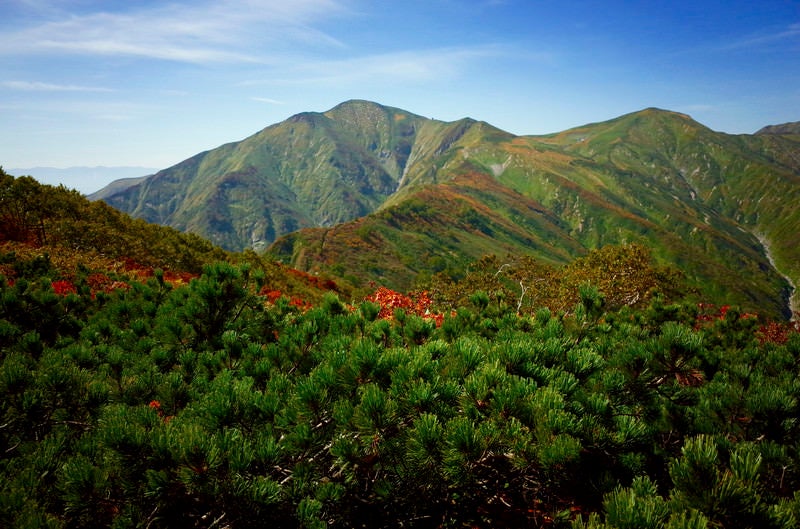 ハイマツと紅葉の大朝日岳（おおあさひだけ）の写真