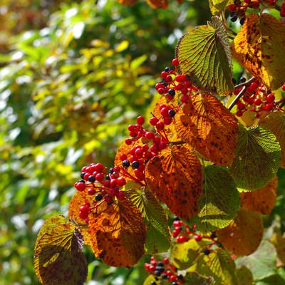 真っ赤に色づく木々の実（大朝日岳）の写真