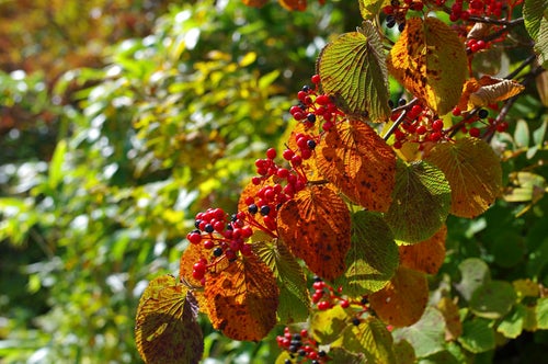 真っ赤に色づく木々の実（大朝日岳）の写真