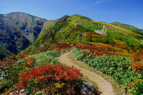 紅葉の登山道が気持ちいい大朝日岳（おおあさひだけ）の写真