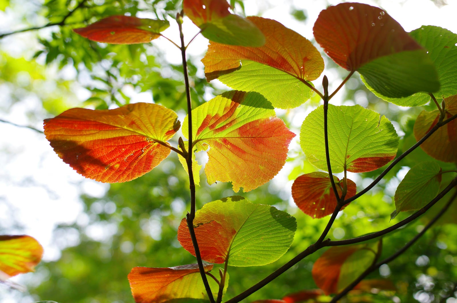 「赤い紅葉に染まってゆく木の葉」の写真