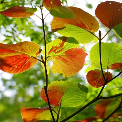 赤い紅葉に染まってゆく木の葉の写真