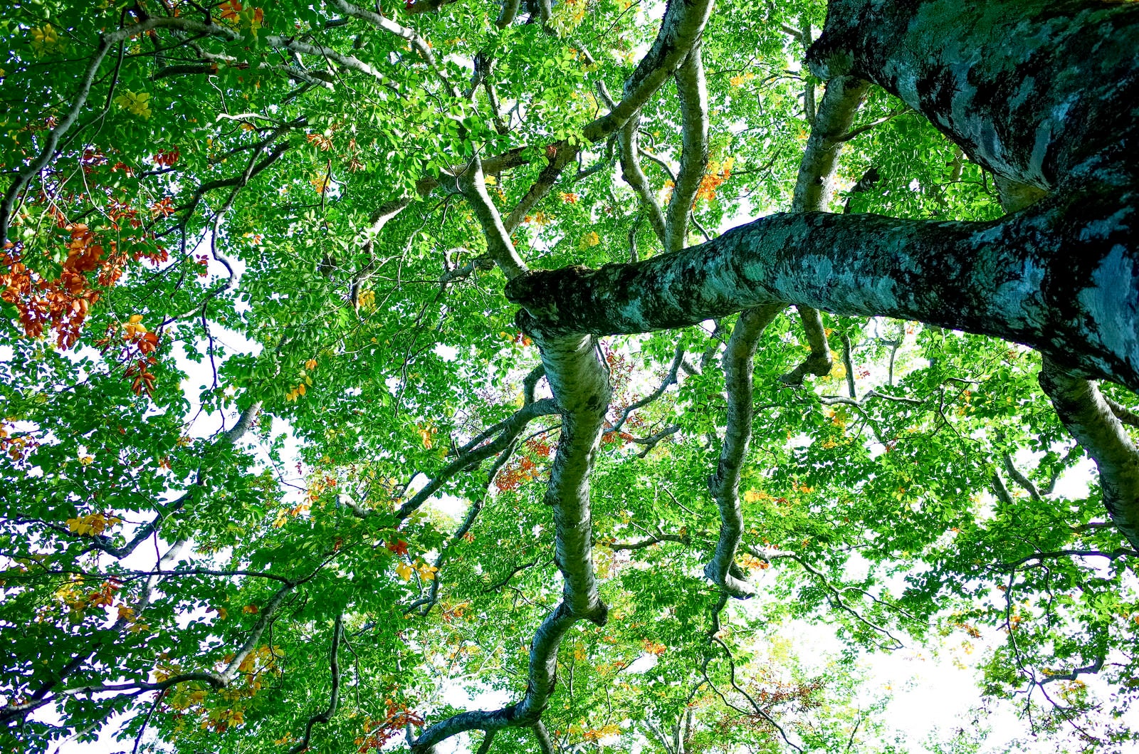 「鮮やかな緑がまぶしい大朝日岳のブナ木（大朝日岳）」の写真