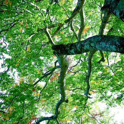 鮮やかな緑がまぶしい大朝日岳のブナ木（大朝日岳）の写真