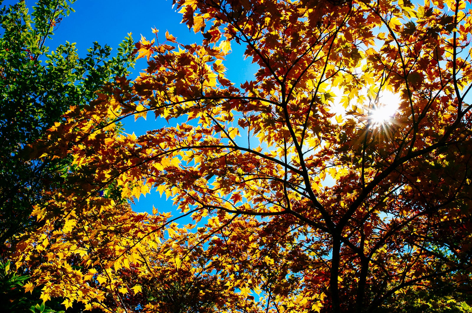 「黄葉と青空と光芒（大朝日岳）」の写真