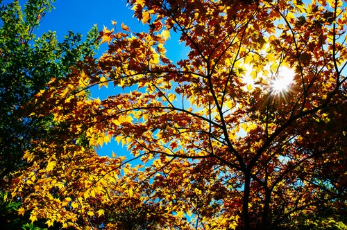 黄葉と青空と光芒（大朝日岳）の写真