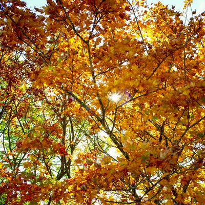 黄葉に彩られた木々から見える光芒（大朝日岳）の写真