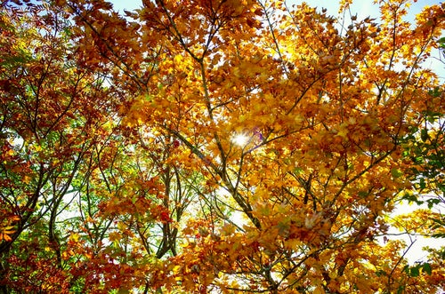 黄葉に彩られた木々から見える光芒（大朝日岳）の写真