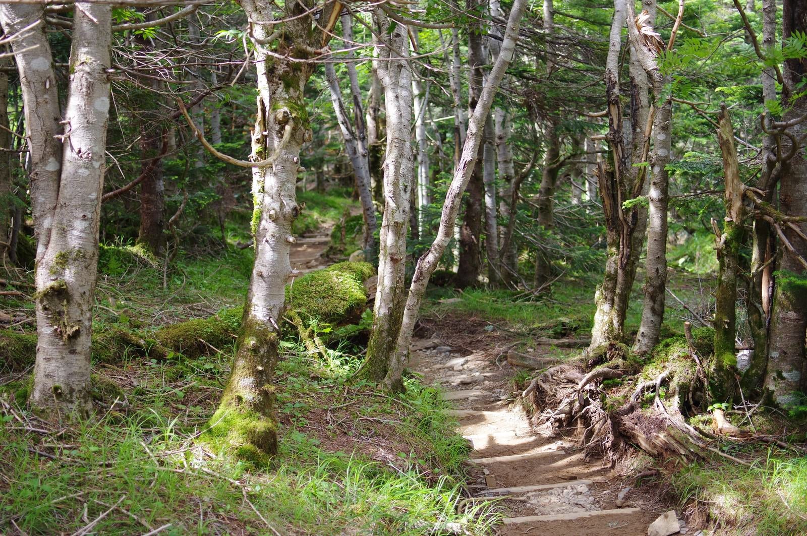 「カバノキが生い茂る登山道（聖岳）」の写真