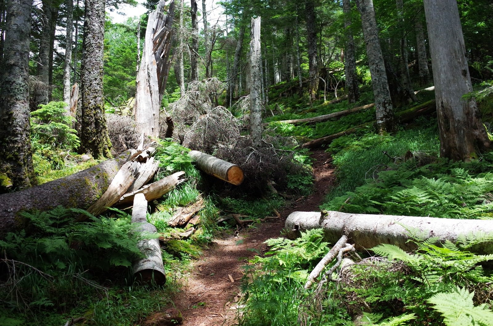 「倒木がきれいに斬られた聖岳登山道」の写真