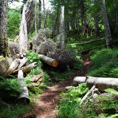 倒木がきれいに斬られた聖岳登山道の写真