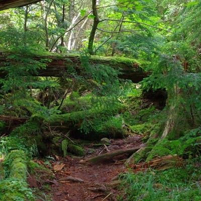 倒木と苔に覆われた聖岳登山道の写真