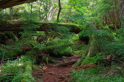 倒木と苔に覆われた聖岳登山道の写真