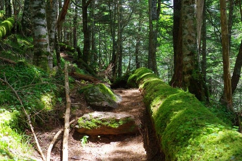 倒木に守られた登山道（聖岳）の写真