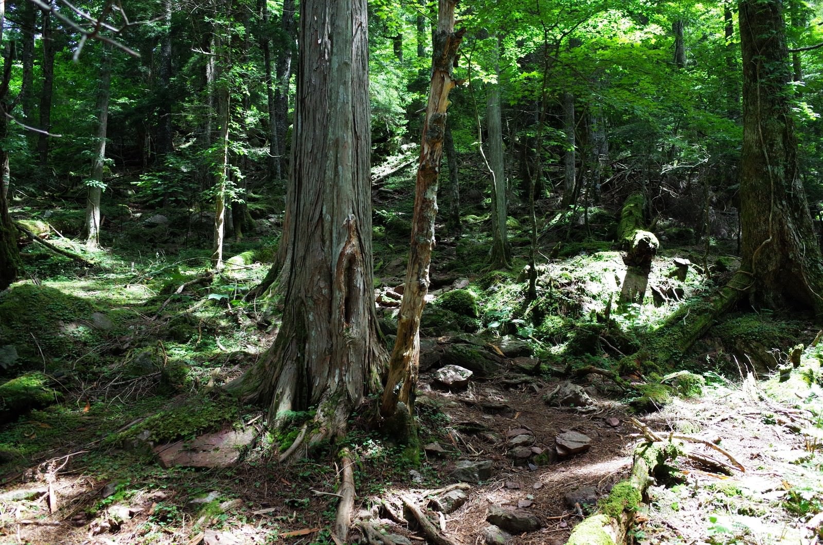「古い巨木が何本も立つ聖岳登山道」の写真