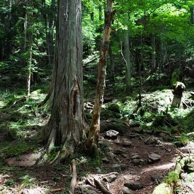 古い巨木が何本も立つ聖岳登山道の写真