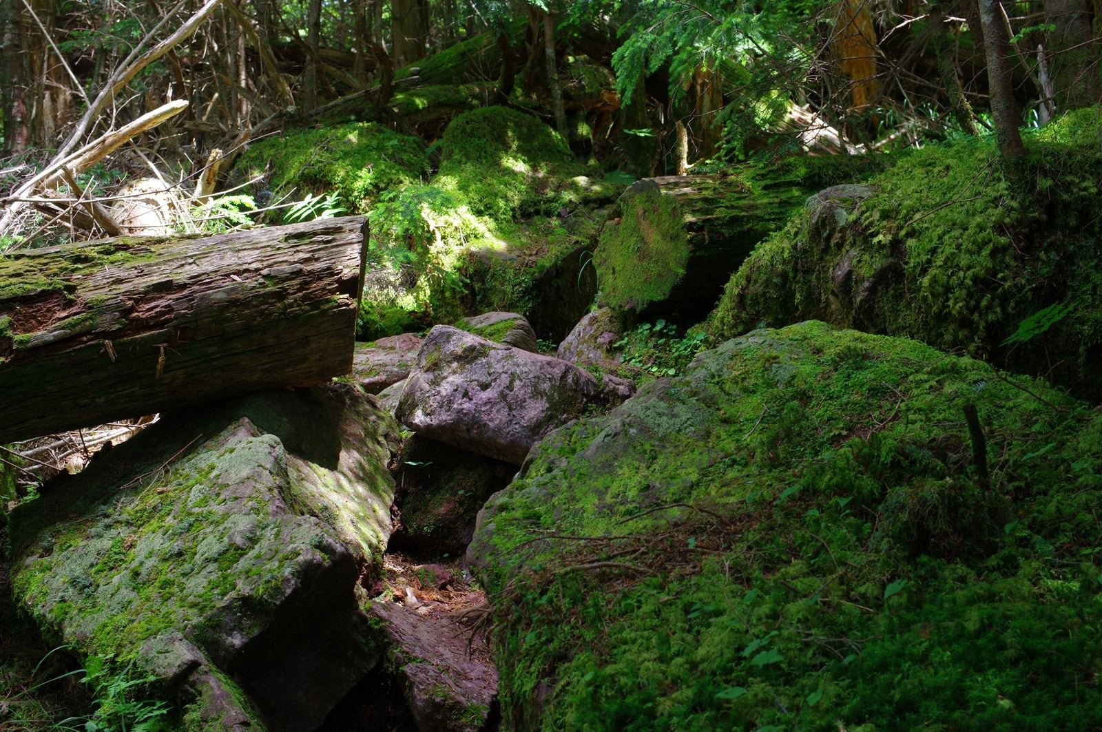 「岩と苔に覆われた聖岳登山道」の写真