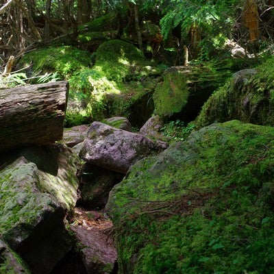 岩と苔に覆われた聖岳登山道の写真