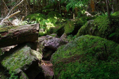 岩と苔に覆われた聖岳登山道の写真