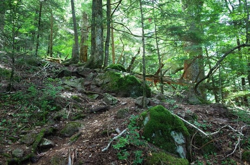 木漏れ日で明るく照らされた樹林の道（聖岳）の写真