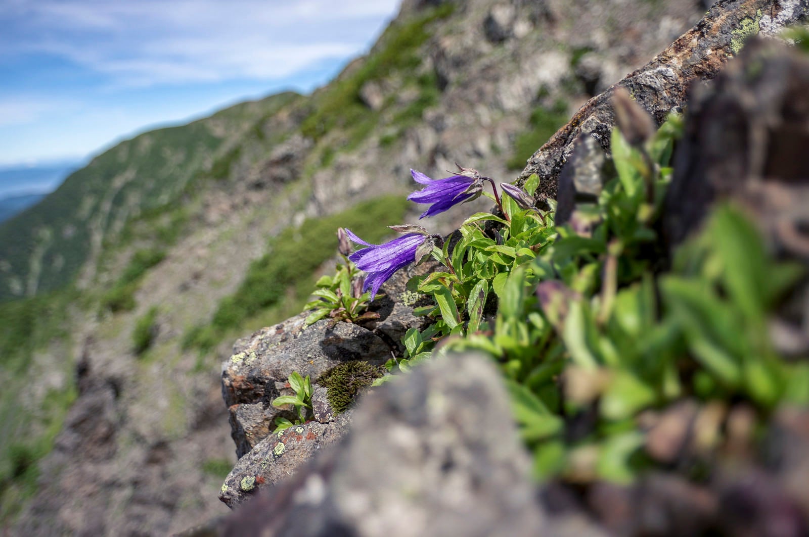 「聖岳の稜線に咲くチシマギキョウ」の写真
