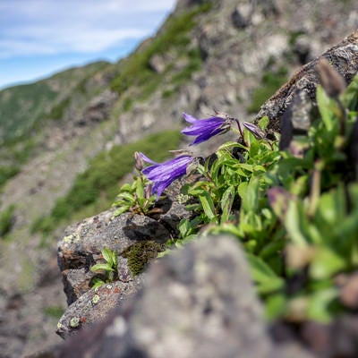 聖岳の稜線に咲くチシマギキョウの写真
