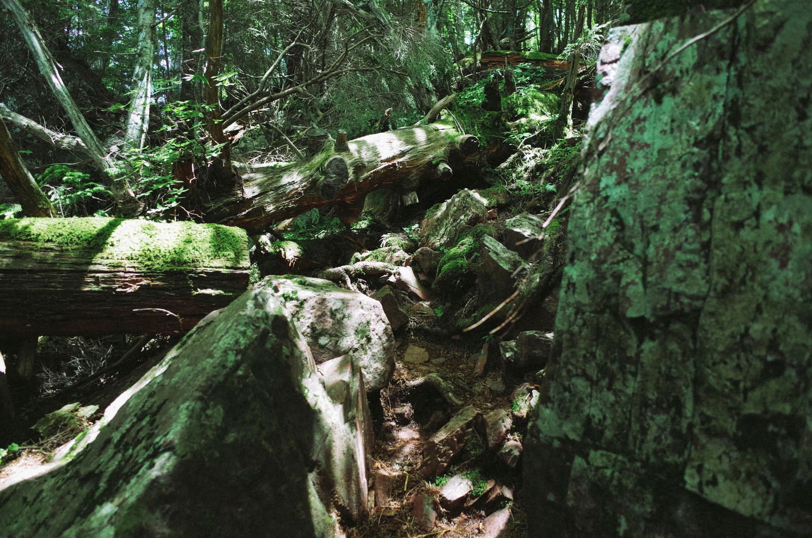「鬱蒼とした樹林が続く聖岳登山道」の写真